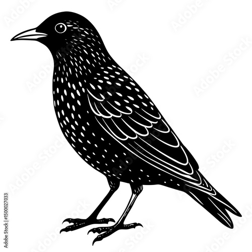 Starling Bird Perched On White