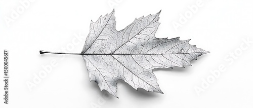 Single leaf, white background, autumn