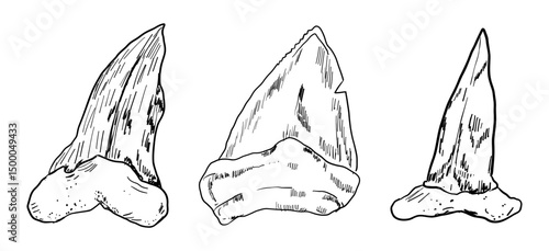 Shark tooth sketch tattoo, megalodon line doodle sharp silhouette. Jaw teeth fossil, textured retro symbol. 