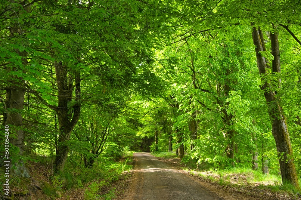 Fototapeta premium Thüringer Wald bei Schmalkalden