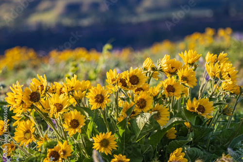 Spring time bloom of Arrowleaf Balsamroot flowers in the Columbia Gorge.