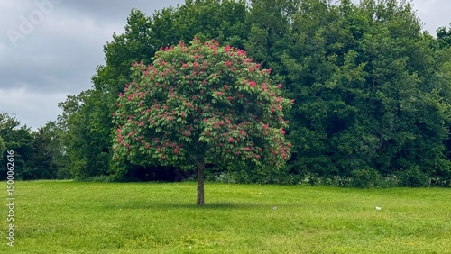 
Small Chestnut Tree with Pink Blossoms in Landscape
