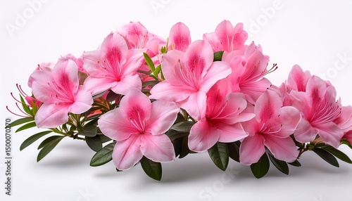 blooming pink azalea flowers creating a vibrant floral display on white background