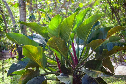 Philodendron davidsonii plant in a park