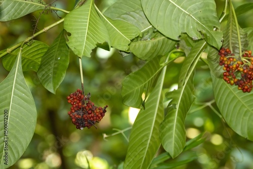 Berries of a Psychotria viridis tree.