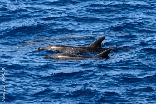 Two rough toothed dolphins, Steno bredanensis, in the Atlantic Ocean near Gran Canaria