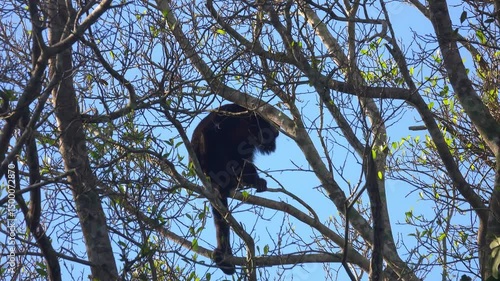 Black Howler Monkey Sitting on Tree Branch in Porto Jofre Pantanal Brazil