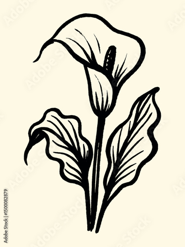 Calla flower vector illustration