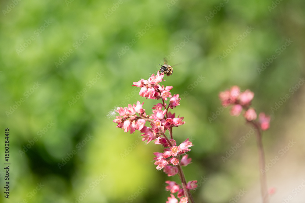 Fototapeta premium Delicate pink flowers bloom vibrantly as a bee busily collects nectar during the spring season. The garden is alive with color and the sounds of nature, creating a lively atmosphere