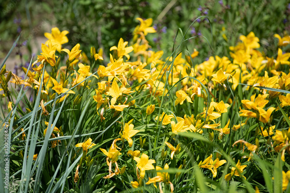 Fototapeta premium Yellow flowers flourish amidst vibrant green grass in a garden, signifying the arrival of spring. Bees visit for nectar while sunlight enhances the lively atmosphere