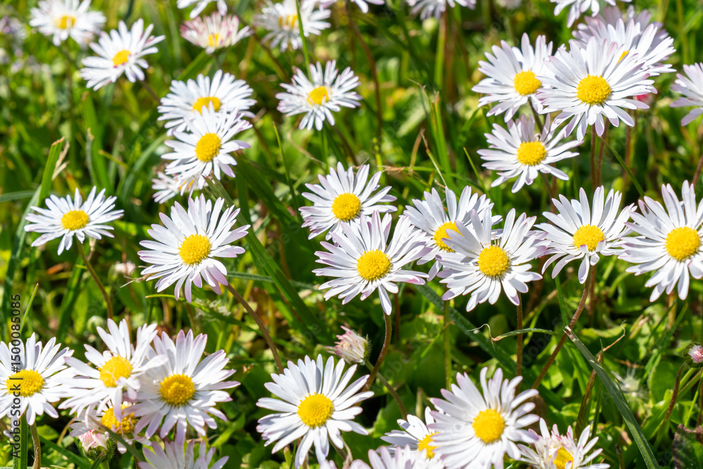 Fototapeta premium Lots of white flowers