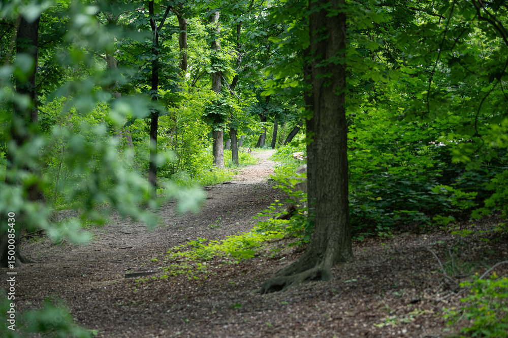 Fototapeta premium A peaceful pathway winds through a vibrant forest filled with fresh green leaves. Sunlight filters through the trees, creating a serene atmosphere for a relaxing stroll in spring