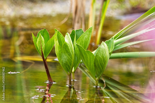 Blätter des Fieberklee oder Bitterklee (Menyanthes trifoliata) ragen aus dem Wasser