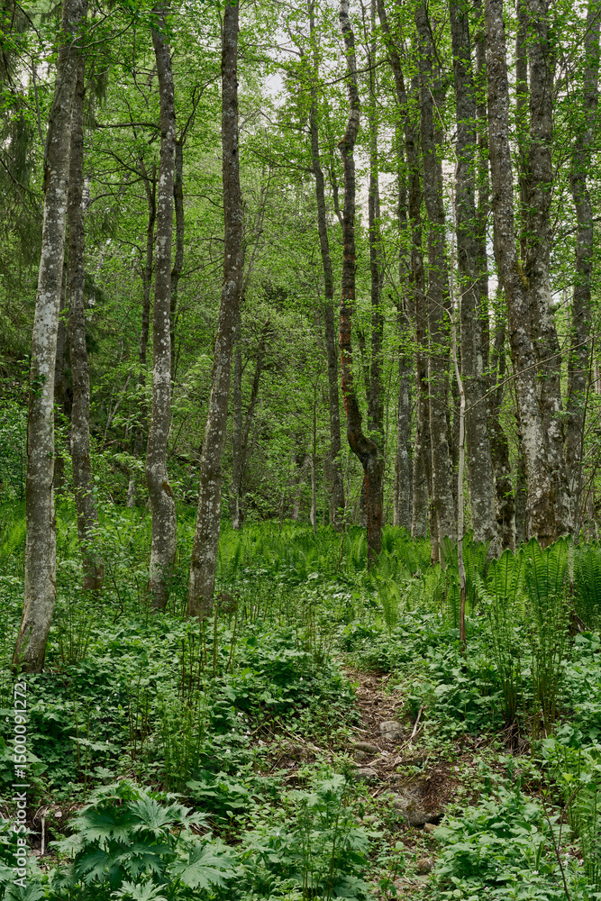Fototapeta premium Ferns of the Olterudelva Valley, Norway, in May.