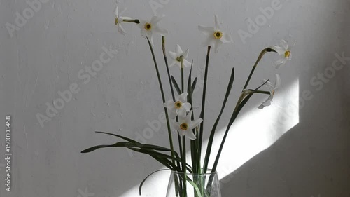 White daffodils sway in the wind. Spring fresh flowers. Horizontal video with daffodils. Daytime scene in natural colors. Spring flowers.