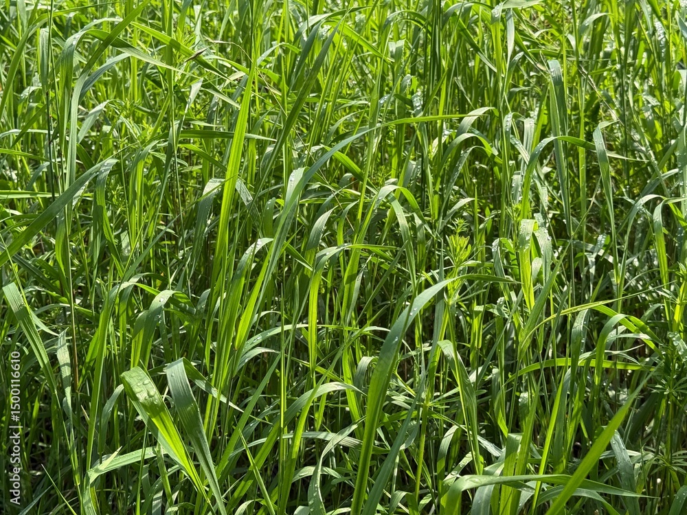 Fototapeta premium Green grass in the meadow