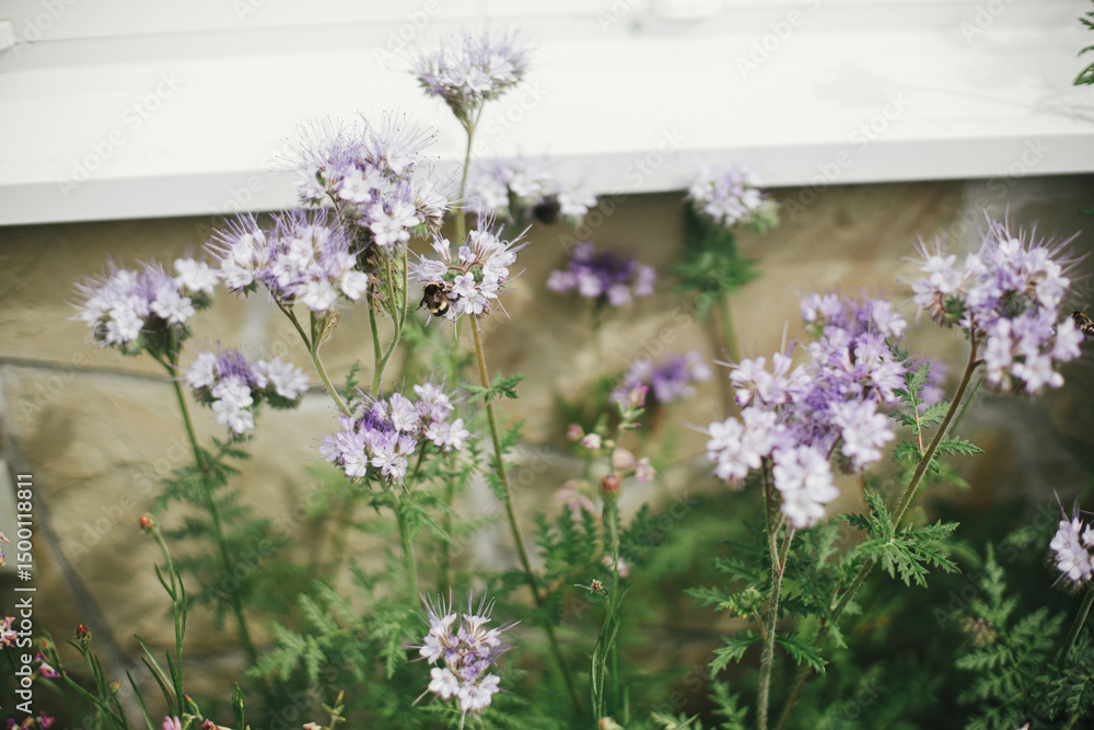 Naklejka premium Phacelia flowers blooming in english cottage garden. Honey Bees and bumblebees pollinating and flying at phacelia. Homestead lifestyle. Floral wallpaper