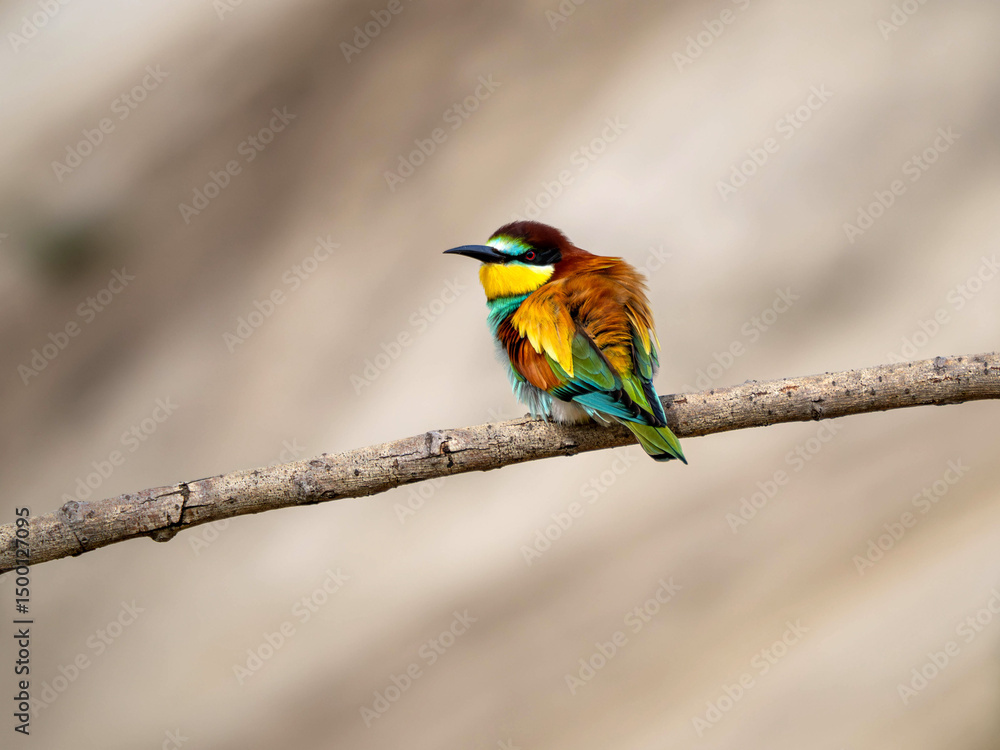 Photograph of european bee-eater (Merops apiaster) bird sitting on the branch and ruffling feathers Photograph of european bee-eater (Merops apiaster) bird sitting on the branch and ruffling feathers