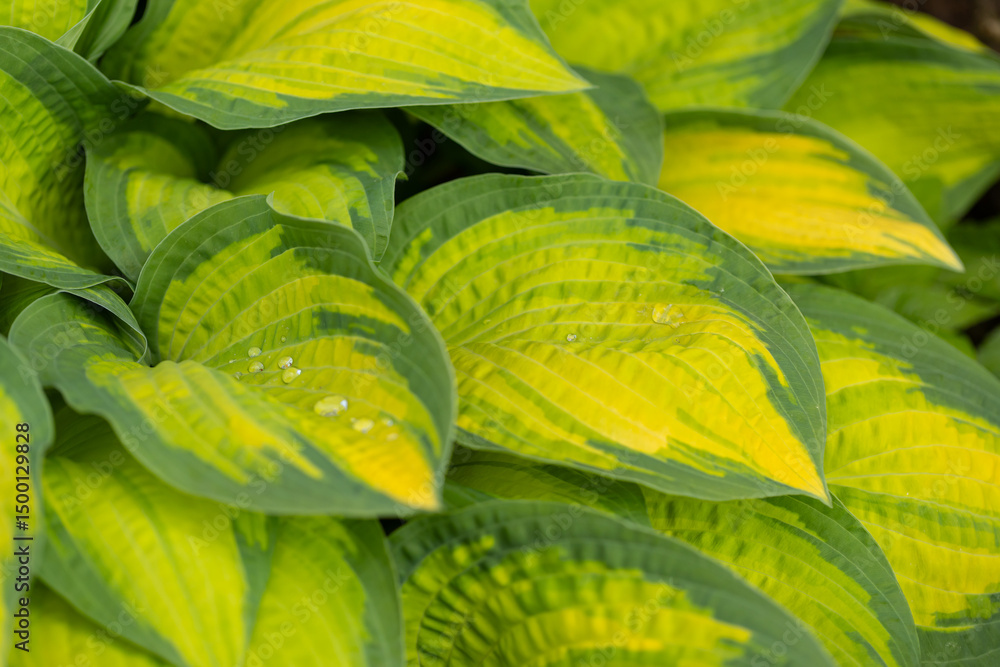 Obraz premium Hosta 'Orange Marmelade', żółte liście z zielonymi marginesami, roślina z rodziny szparagowatych (Asparagaceae), tapeta, baner lub tło do Twojego projektu