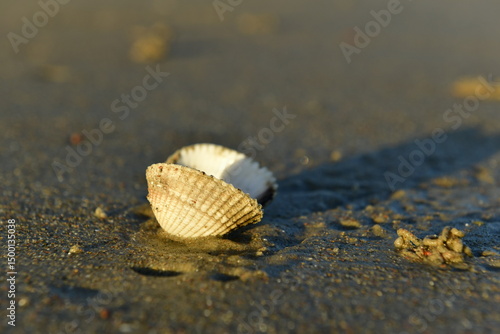 Murais de parede Jersey, U