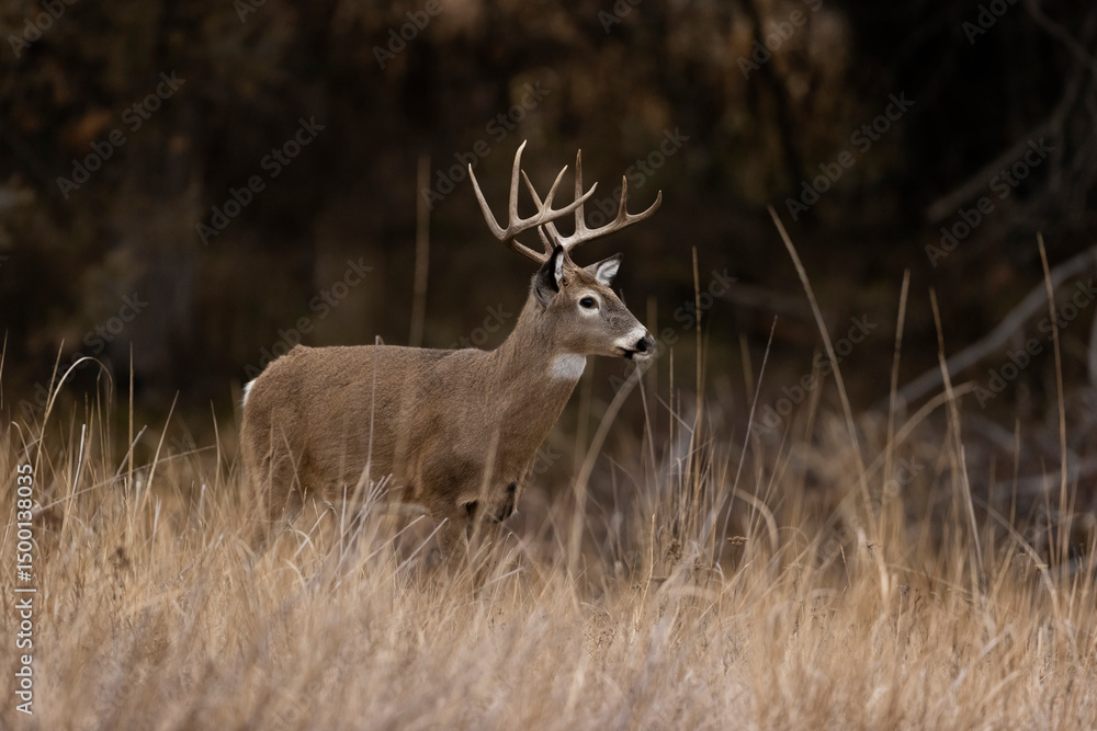 Obraz premium Whitetail Deer Buck - 5x5 typical