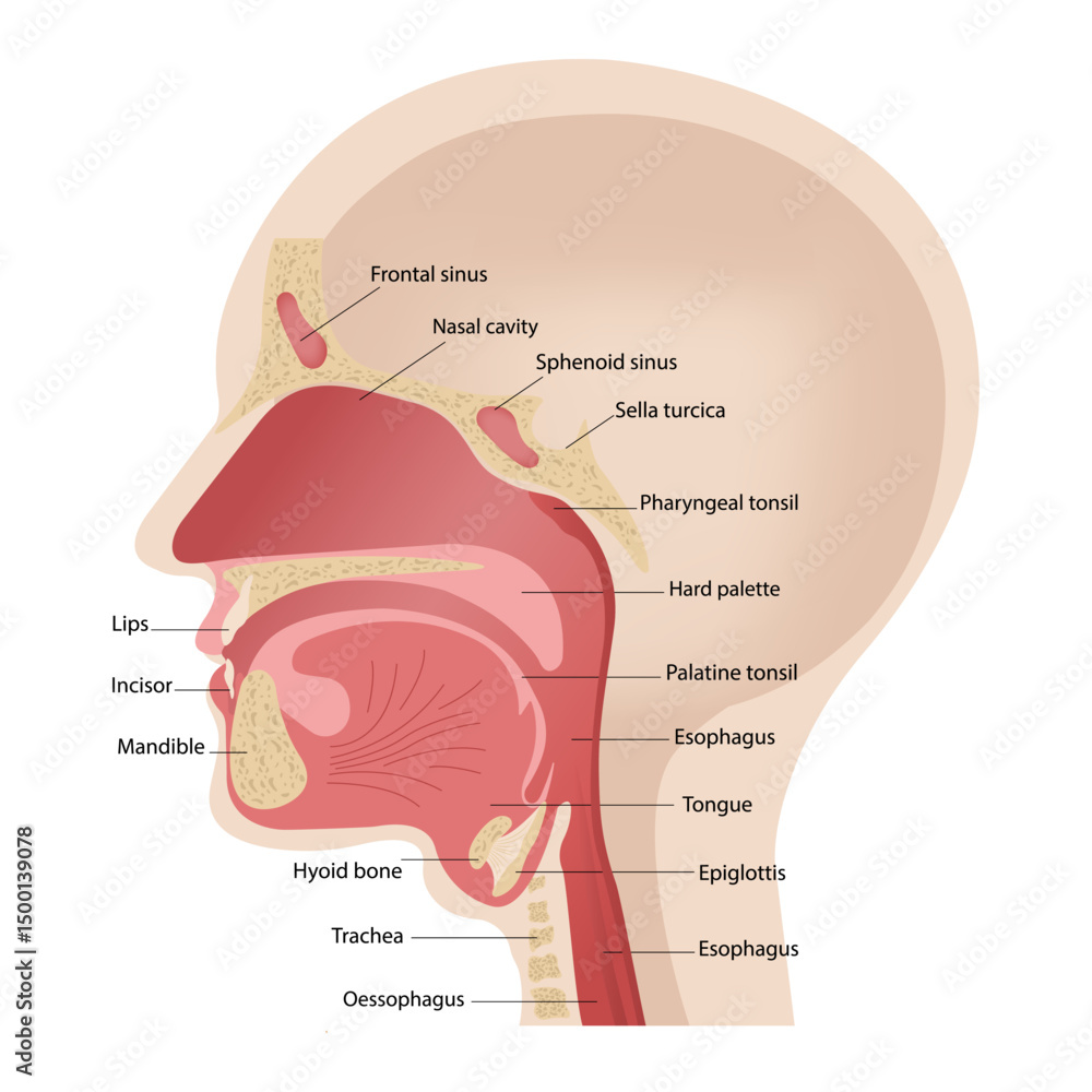 Obraz premium Anatomy of the upper respiratory tract. Illustration of the trigeminal nerve with a section of the human head.