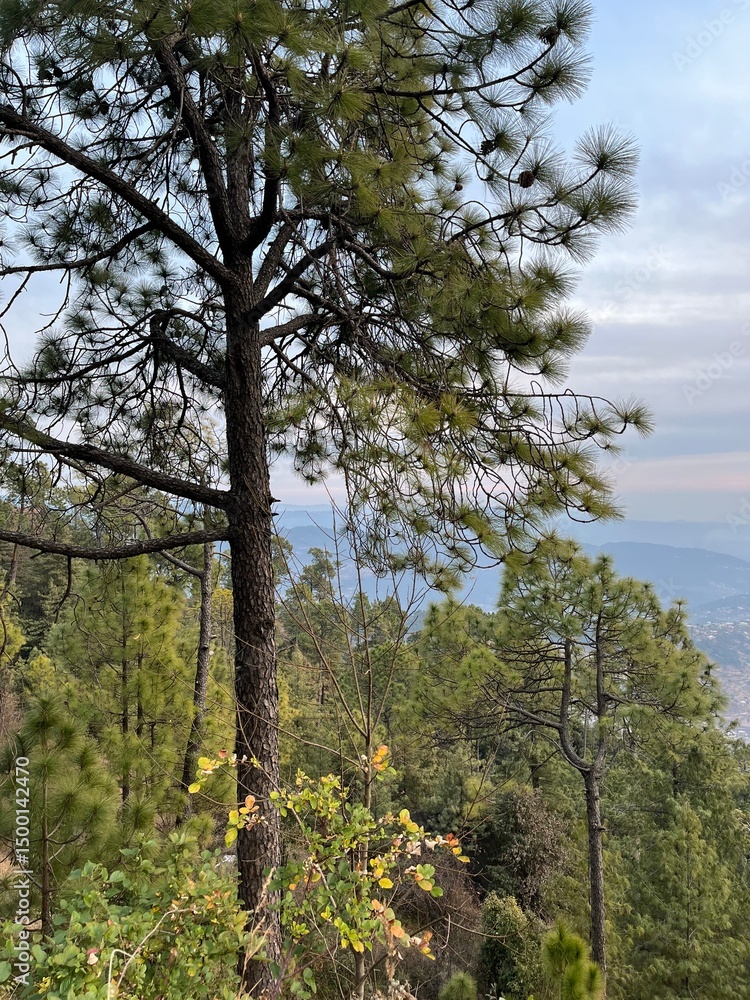 Fototapeta premium Trees with cloud showing beautiful weather in hilly area