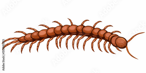 Centipede illustrationVector image