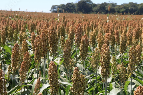 Foto plantação de sorgo