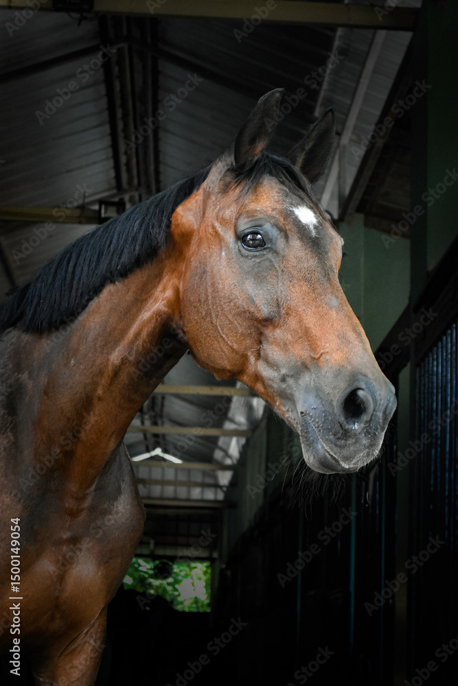 Fototapeta premium Portrait of a Bay Gelding on Black Background
