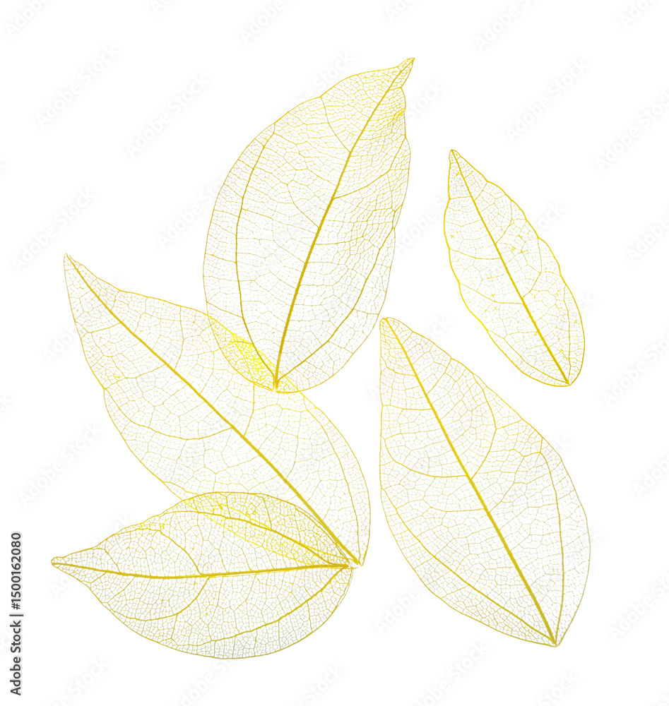 Beautiful skeletonized leaves isolated on white, top view Beautiful skeletonized leaves isolated on white, top view