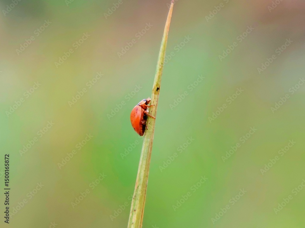 Fototapeta premium Coccinellidae Insects on Plants: Close-up Detail of a Red Ladybug