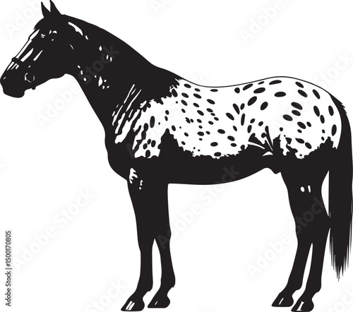 Foto Appaloosa Horse  vector silhouette on white background