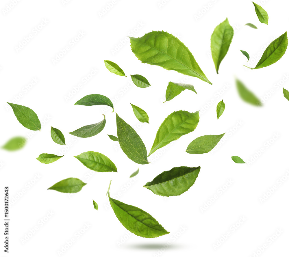 Green tea leaves in air on white background Green tea leaves in air on white background