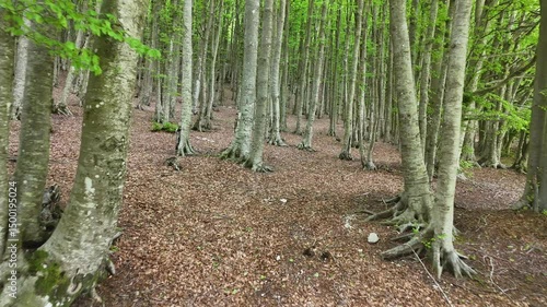 Flying in a beech forest showcasing canopy density 
