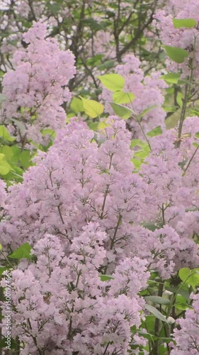 Vertical slow motion pan left on blooming lilac bushes on spring day in Central Park