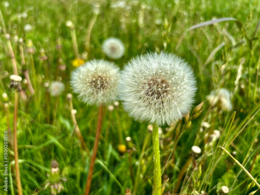 dandelion in grass dandelion in grass