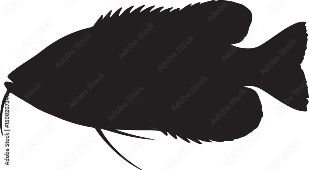 Fototapeta premium Giant Gourami fish vector silhouette on white background