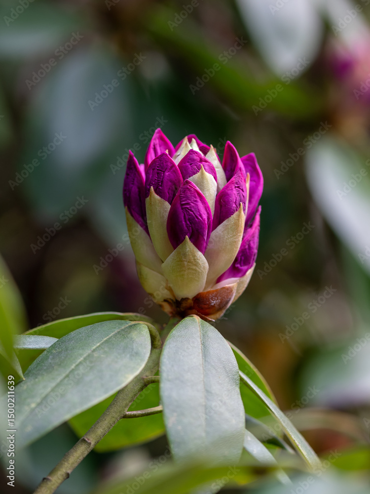 Obraz premium A vibrant violet rhododendron flower bud, tightly closed with rich purple hues and subtle lighter edges. The smooth, glossy surface highlights the freshness and natural beauty of the bud. 
