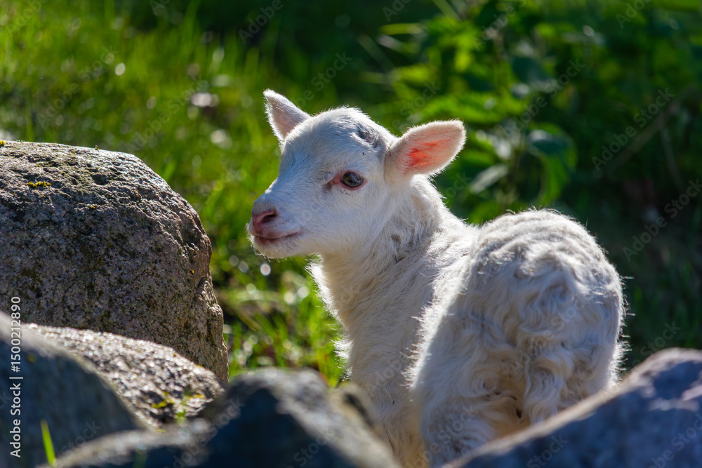 Fototapeta premium Young White Lamb in Spring Sunlight Among Stones and Green Grass