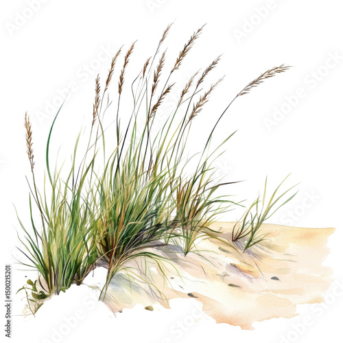 Watercolor dune grass illustration, coastal beach sand vegetation clipart PNG, natural seaside plant for summer design isolated on Transparent Background