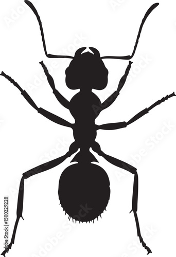 Maple Leaf Cutter Ant Top view