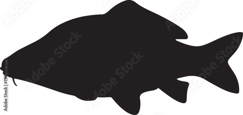 Mirror Carp fish vector silhouette on white background
