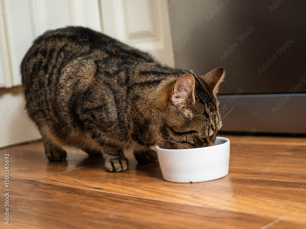 Naklejka premium Brown tabby cat on a wooden kitchen floor with white bowl with food. Pet feeding time. Love and care concept.