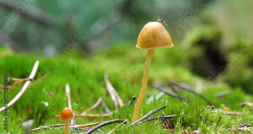 Bug Takes Off from Mushroom Cap in Forest Close-Up