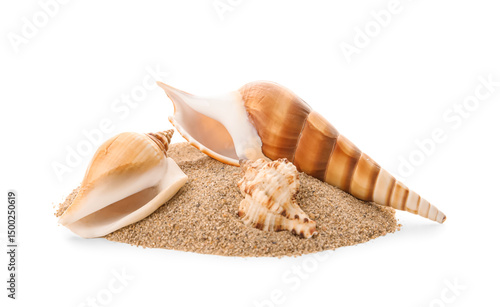 Different sea shells and sa...