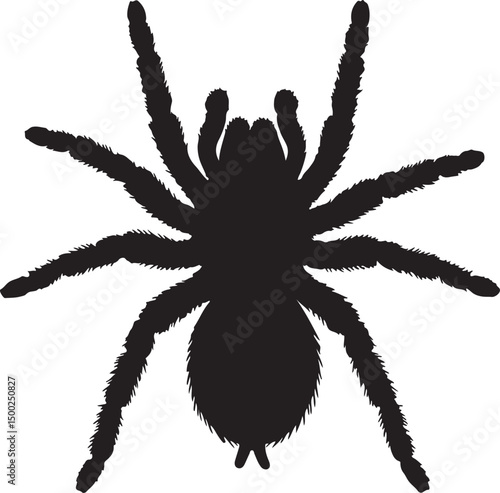 Tarantula Top View Silhouette