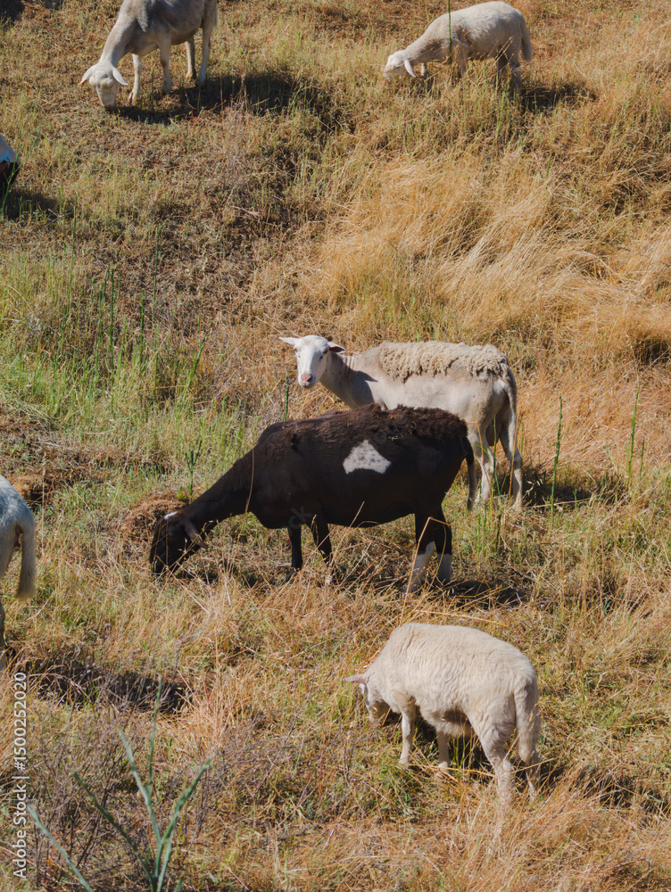 Obraz premium One black sheep in a flock of animals