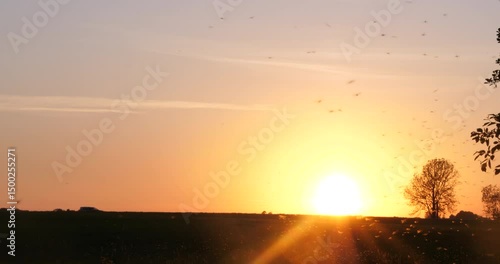 Swarm of Flies Silhouetted Against Evening Sky