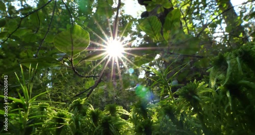 Macro Shot of Sunlight Peeking Through Forest Trees